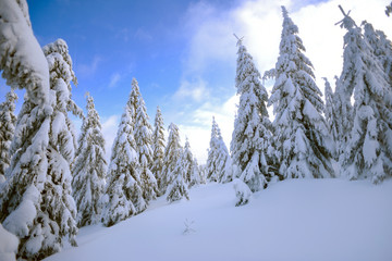 Winter landscape, snow-covered trees in the mountains. Karkonosze, Poland.