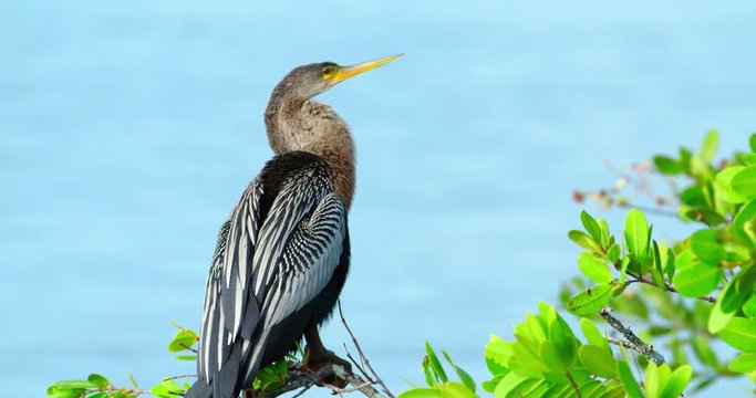 Anhinga sitting on a nice green bush above nice blue water