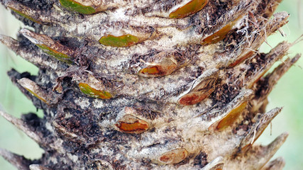 Skin of palm trees