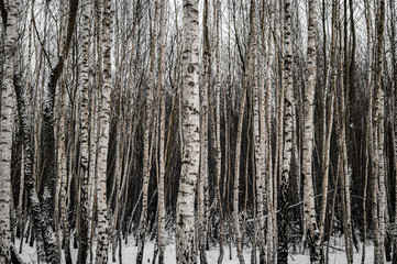 Snowy birch forest in winter