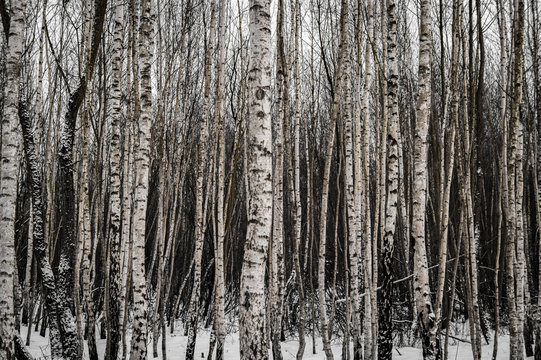 Fototapeta Snowy birch forest in winter