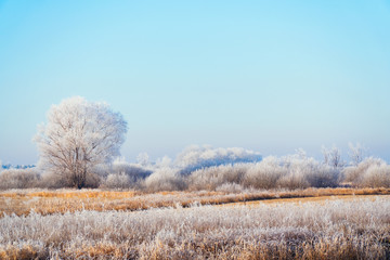 Obraz na płótnie Canvas Meadows, bushes and trees covered with frost. Fabulous Winter landscape