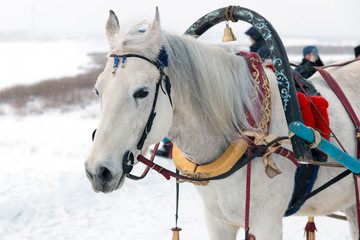 Portrait of a beautiful white horse harnessed to a traditional Russian harness with a bell, in the winter in the snow