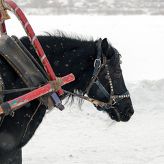 Black horse in harness in the winter on white snowy background