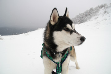 Husky dog runs in the mountains. Snowy summits. Walking the dog. Hiking. Wolf in the Carpathians. Black and white dog and snow