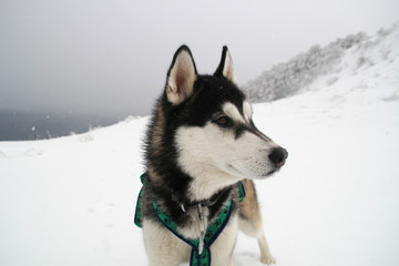 Husky dog runs in the mountains. Snowy summits. Walking the dog. Hiking. Wolf in the Carpathians. Black and white dog and snow