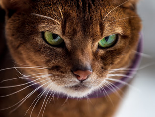 Close portrait of a cat of the abyssinian breed