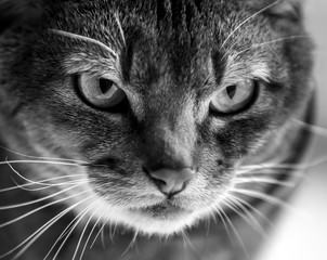 Black and white portrait of a cat of the Abyssinian breed