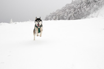 Husky dog runs in the mountains. Snowy summits. Walking the dog. Hiking. Wolf in the Carpathians. Black and white dog and snow