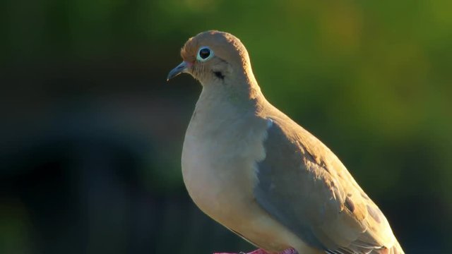 Nice close-up of mourning dove