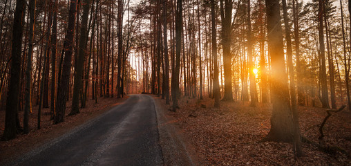 Banner: Strasse durch einen herbstlichen Laubwald in der Abendsonne