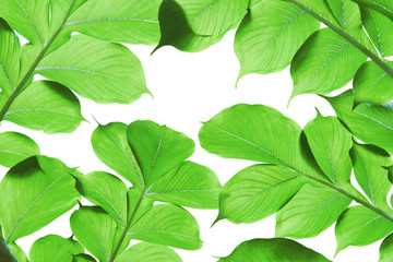 Fototapeta na wymiar Tropical Green Leaves Isolated on White Background