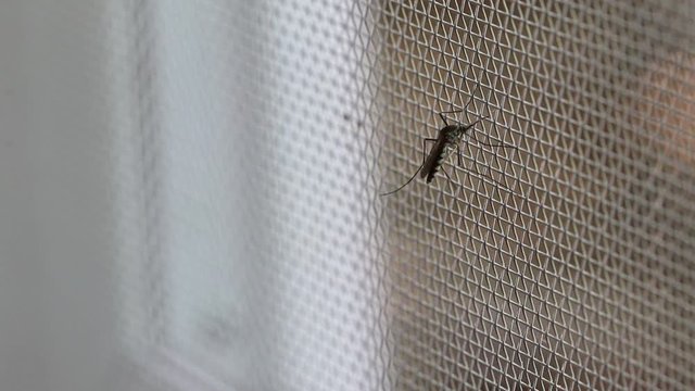 Aedes aegypti Mosquito on white mosquito wire mesh