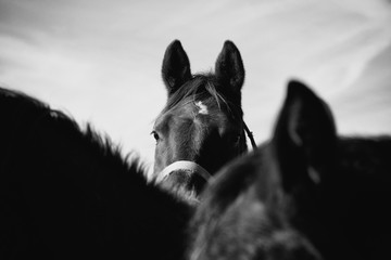Horse shows farm animal portrait in black and white.