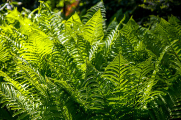 Green fern leaves as background.