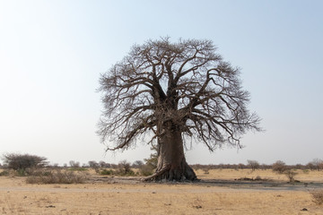 a solitaire Baobab in Botswana.