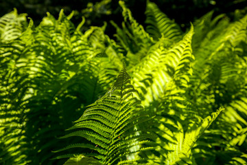 Fototapeta na wymiar Green fern leaves as background.