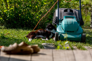 Cat sleeping at the lawnmower.