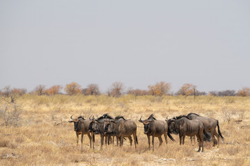 A small herd of wildebeest in Etosha National Park - Namibia.