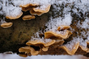 Zimowe grzyby - grzyby nadrzewne pod śniegiem © Iwona