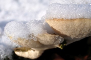 Zimowe grzyby - huba pod śniegiem