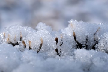 Zimowe grzyby -  próchnilec gałęzisty pod śniegiem - obrazy, fototapety, plakaty