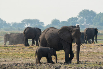 Fototapeta na wymiar Elephants in Chobe N.P. Botswana.