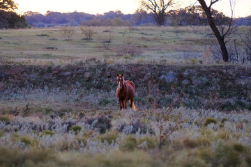 Horse in rural ranch pasture.