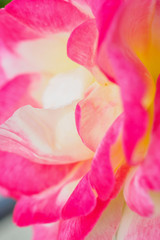 Obraz na płótnie Canvas Pink rose flower closeup abstract background