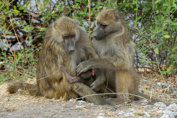 A baboon family in Chobe N.P. Botswana.