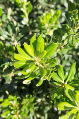 Unbroken rhododendron bud