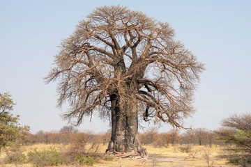 a solitaire Baobab in Botswana.
