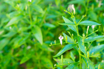 Andrographis paniculata fresh Thai herbal medicine herbs organic plant leaves and flower, closeup