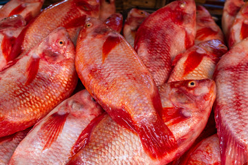 Fresh Red Snapper for sale