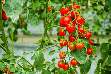 Fresh ripe red tomatoes plant growth in organic greenhouse garden ready to harvest