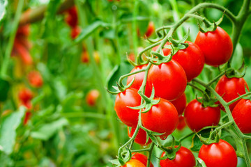 Fresh ripe red tomatoes plant growth in organic greenhouse garden ready to harvest