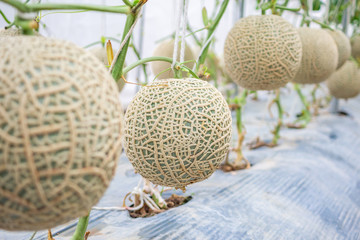Fresh green Japanese cantaloupe melons plants growing in organic greenhouse garden
