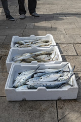 Fototapeta na wymiar Puglia Cassette di pesce mercato dei pescatori di Gallipoli
