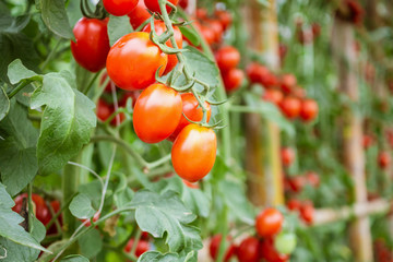 Fresh ripe red tomatoes plant growth in organic greenhouse garden ready to harvest