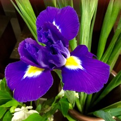 iris viola