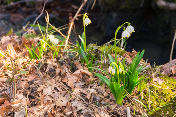 first flowers in springtime. spring snowflake also called Leucojum on a blurred background of...