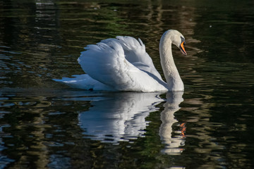 Naklejka premium Adult mute swan showing agression in busking pose with reflection on a still lake