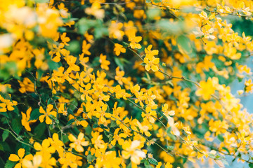 Obraz premium yellow flowers close up blooming
