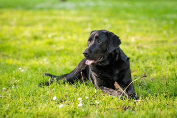 Black Labrador Retriever playing with a stick in a green meadow