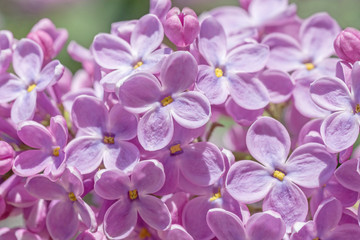 close up of lilac blossoming in garden