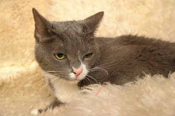 gray and white european shorthair cat on a light background