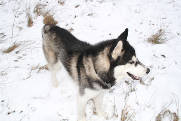 Husky dog runs in the woods. Winter. River. The dog is walking. Interesting dog games on the street. Ukrainian Carpathian Mountains
