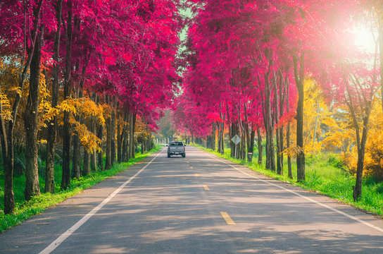 colorful autumn leaves forest in nature with car on road travel trip outdoor.