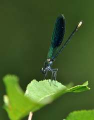 Libelle
