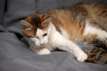 monocular one-eyed sitting ,cat